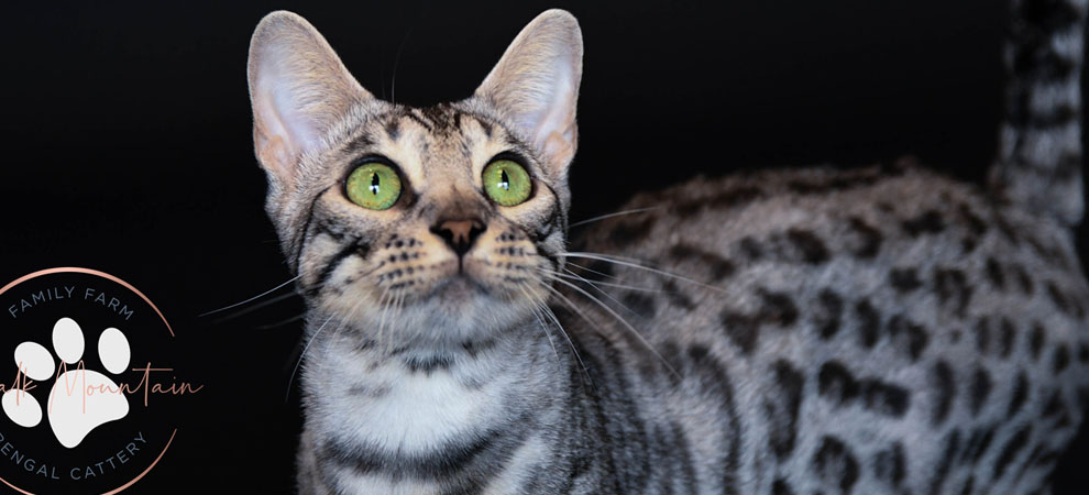 Bengal kittens for sale or adoption in texas